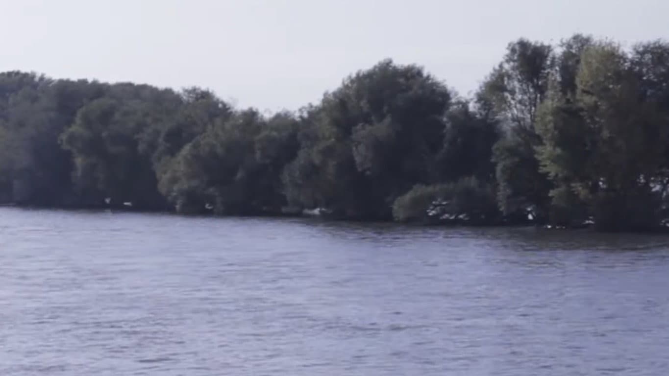 Flow & Rive