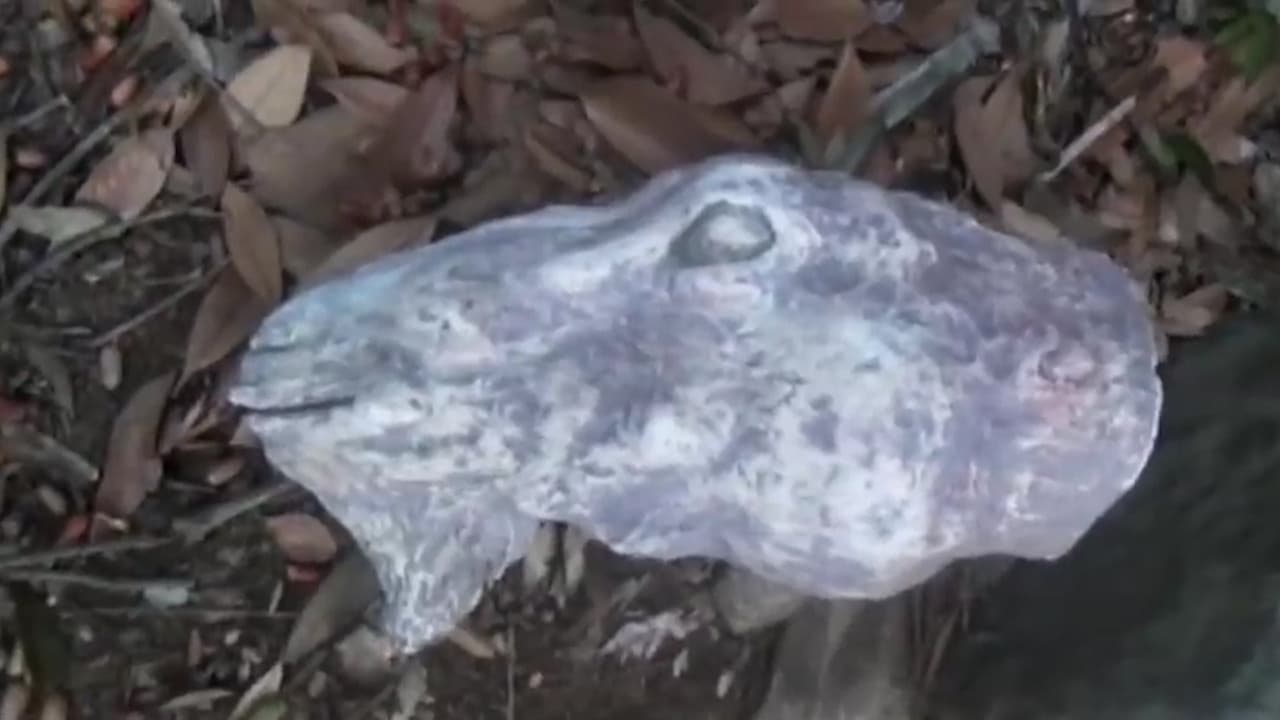 Posted Psychic File: Cursed Dream