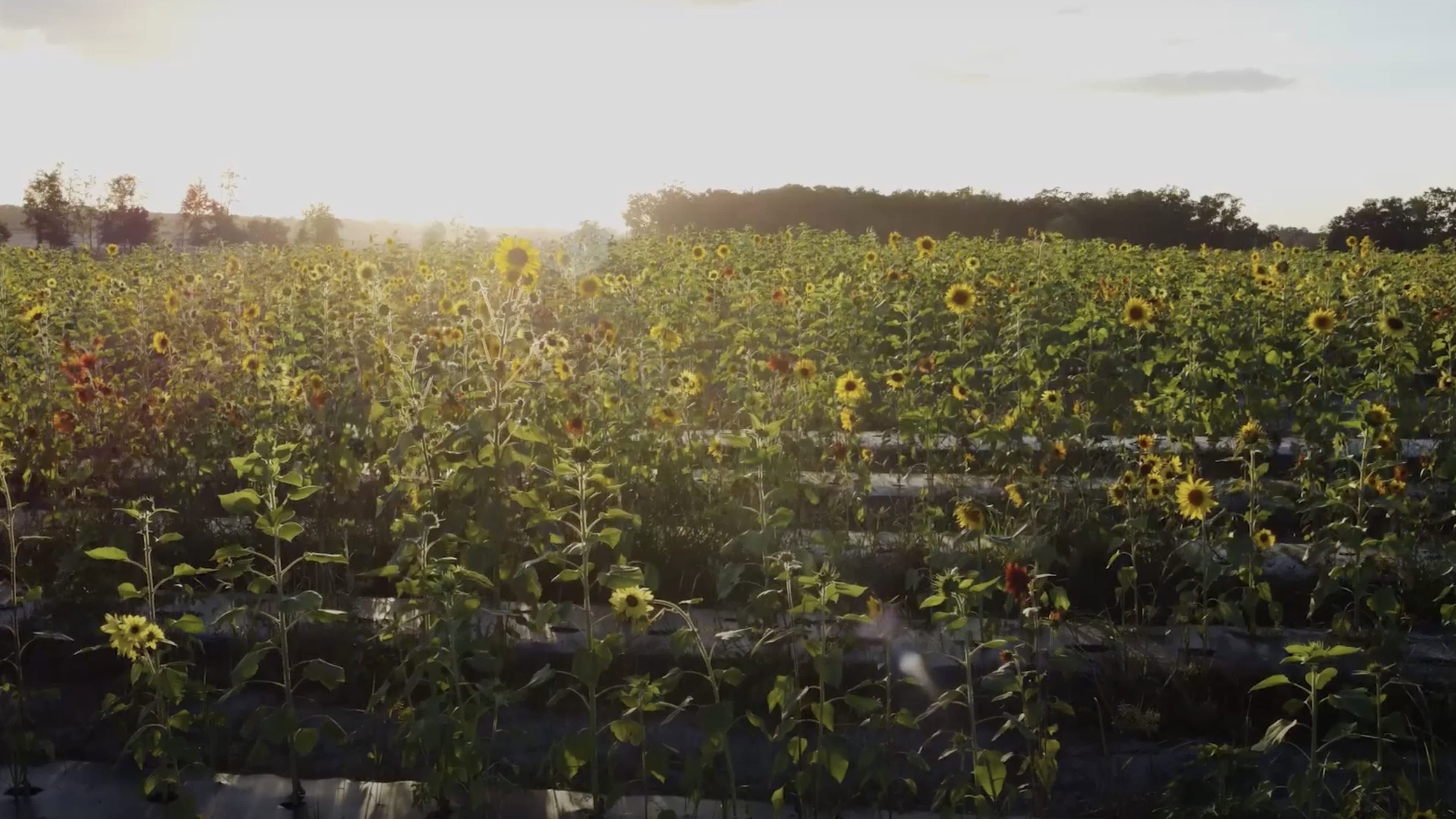 Sunflower