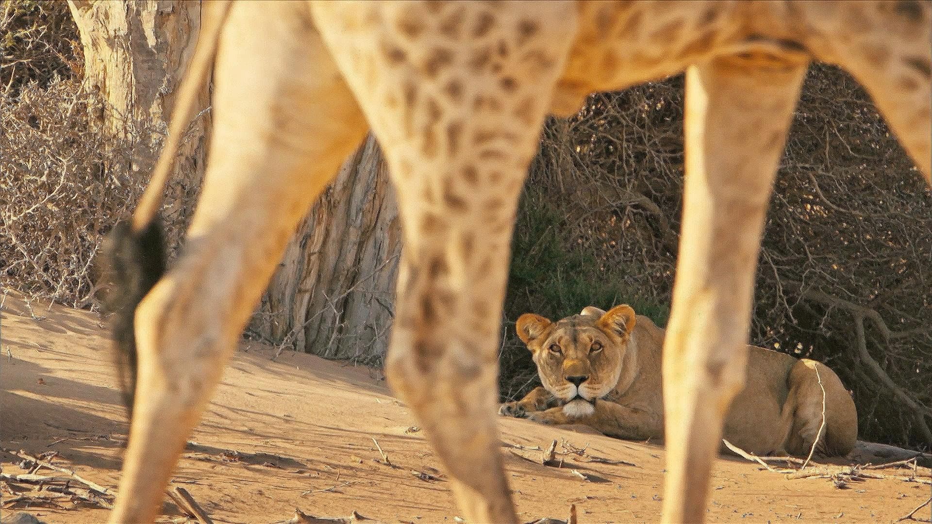 Lions of the Skeleton Coast