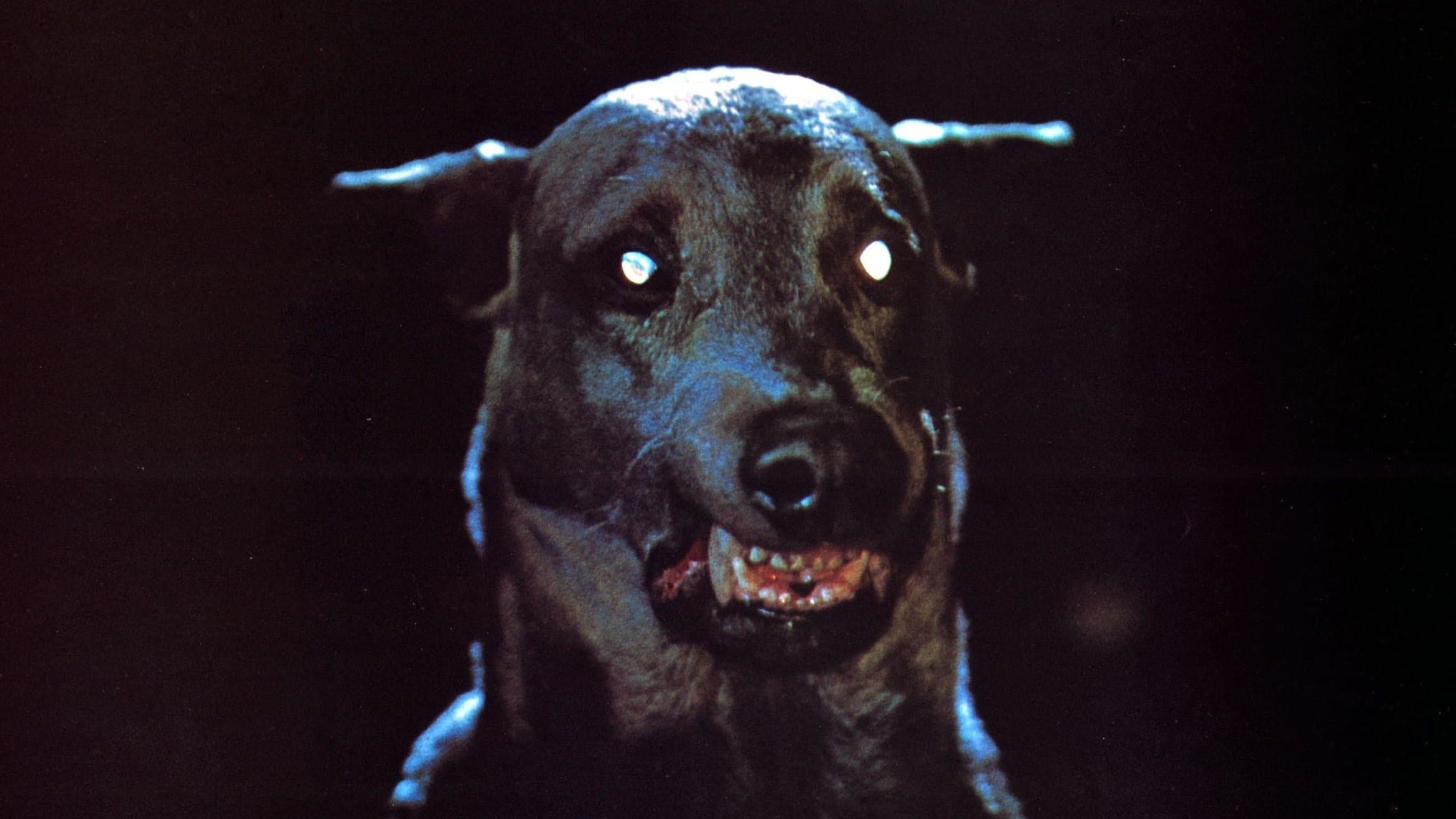 Zoltan… Hound of Dracula