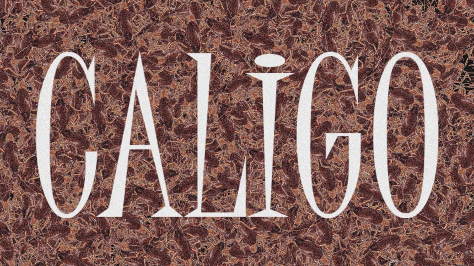 Caligo
