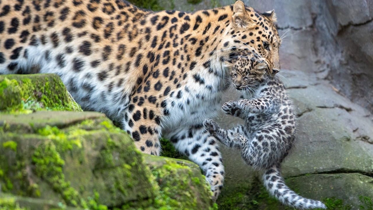 Wild India