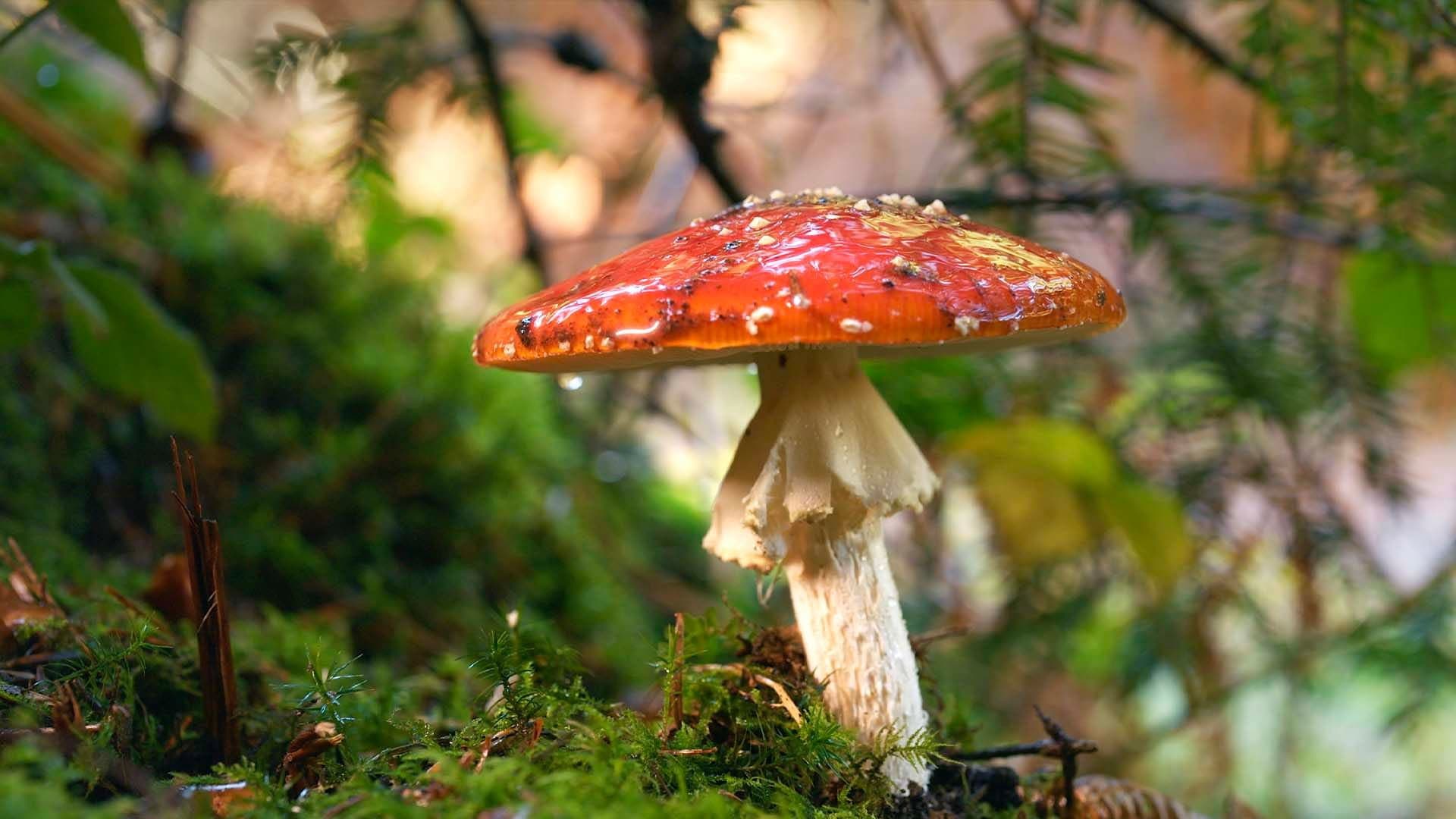 The Fly Agaric